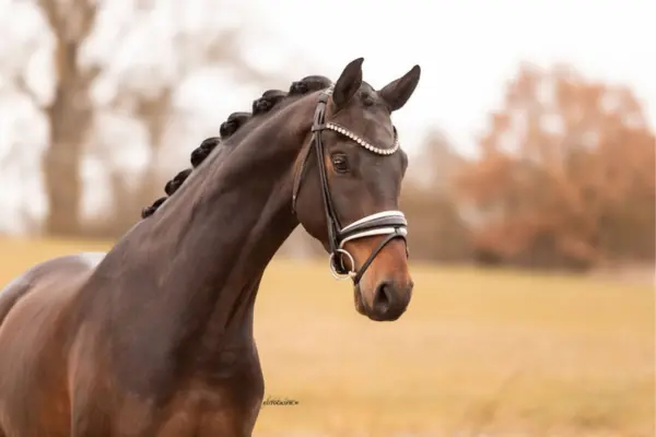 oldenburger-der-woche-270226-friedrich