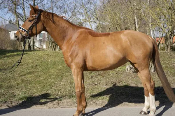 oldenburger-der-woche-270226-stute (1)