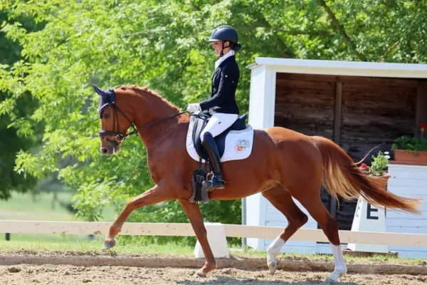 oldenburger-der-woche-270226-stute (2)