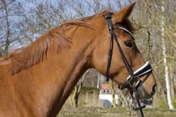 oldenburger-der-woche-270226-stute