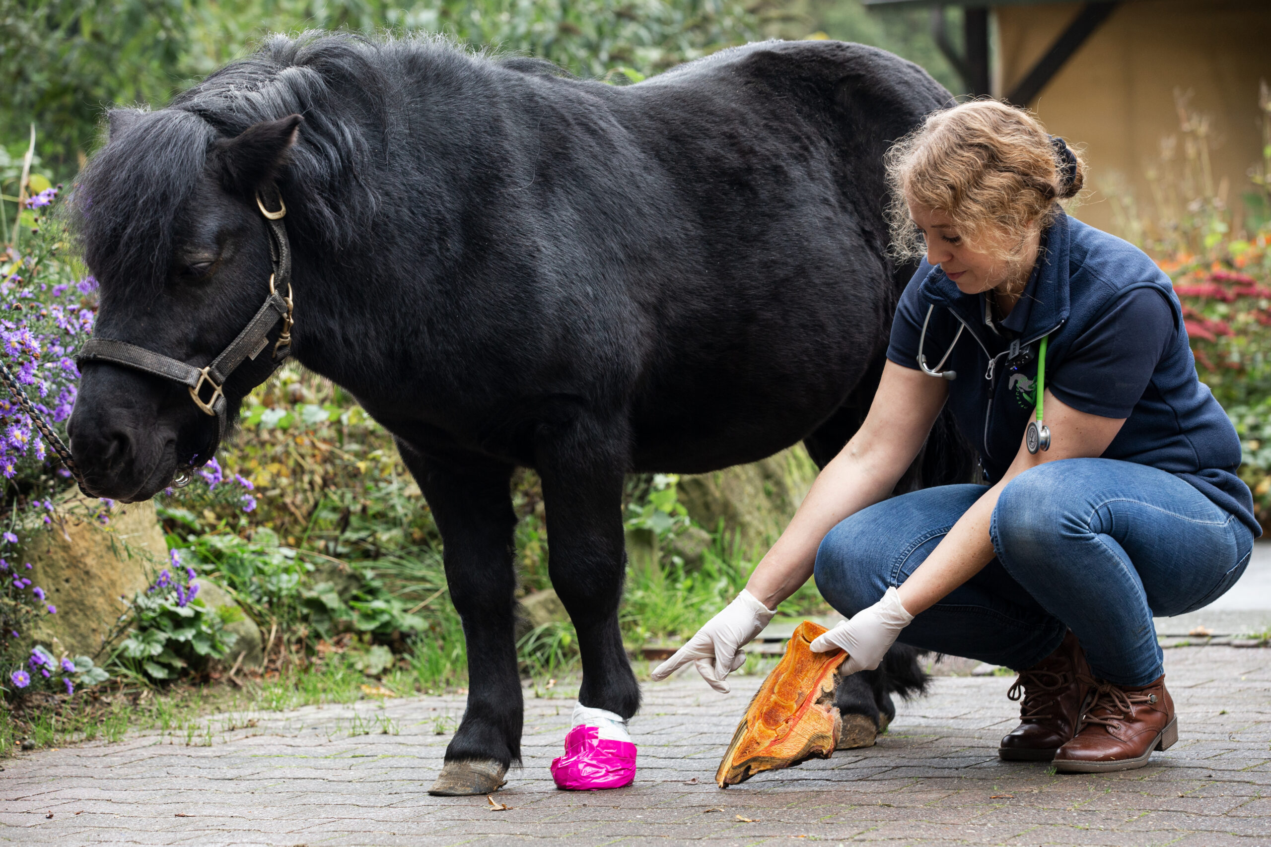 Online Tierarzt: Shetlandpony