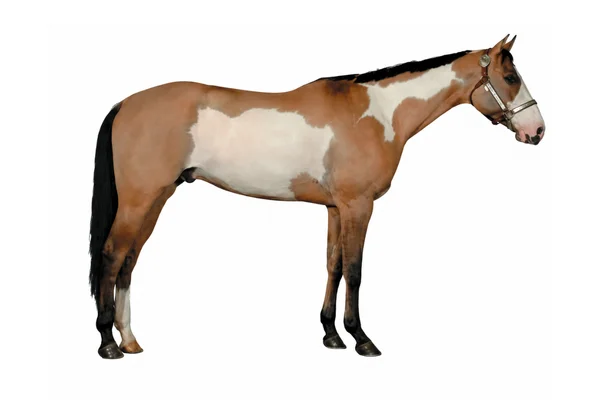 Overo - American Paint Horse