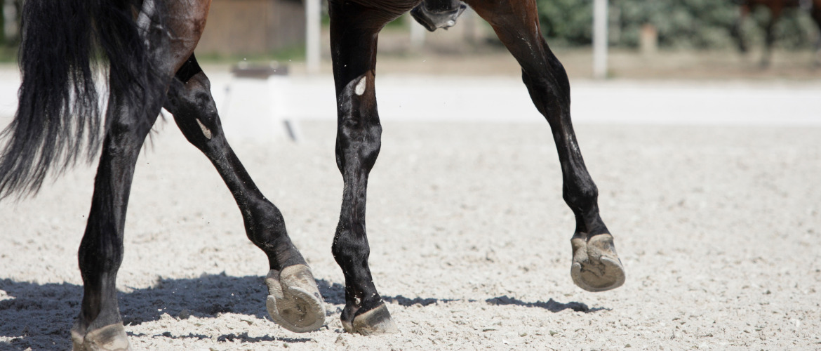 Paralympics im Reiten 2021 – Übersicht, Startzeiten & Streaming