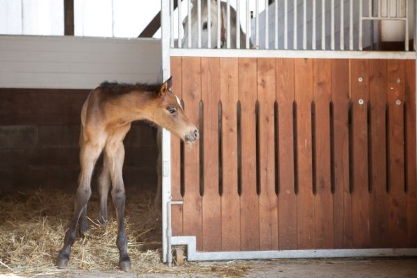 Perfekte Pferdebox Größe: Fohlen mit Mutter im Stall