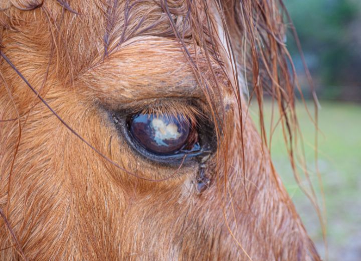 Periodische Augenentzündung beim Pferd