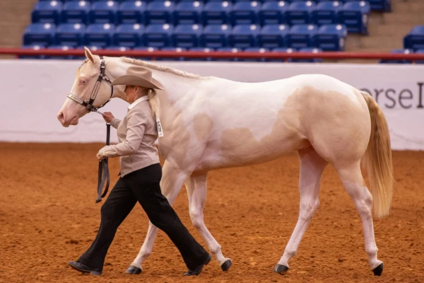 Eine Frau mit beigefarbenem Cowboyhut, passender Jacke und schwarzer Hose führt ein Perlino-American-Paint-Horse am Halfter über den rötlichen Sandboden einer Arena nach links. Das Pferd besitzt eine cremeweiße Fellfarbe mit zartbeigen Scheckungsflecken, rosa Haut und eine ordentlich eingeflochtene Mähne. Im Hintergrund sind die Banden der Arena sowie leere, blaue Zuschauerränge zu sehen.