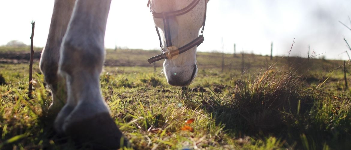 Magengeschwüre: Pferd am grasen.