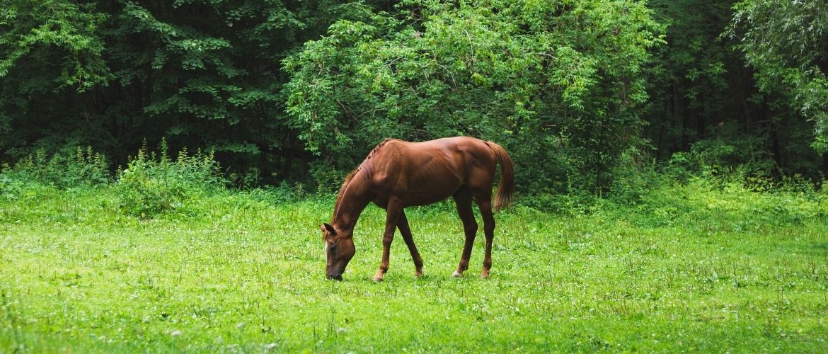 Pferd am Grasen auf einer grünen Wiese