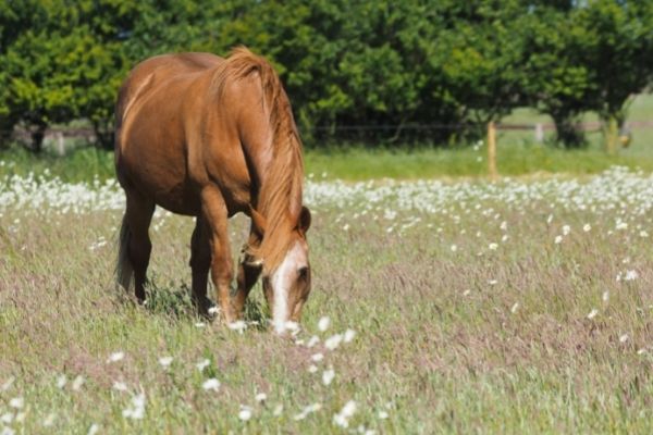 Pferd anweiden: Pferd frisst Gräser