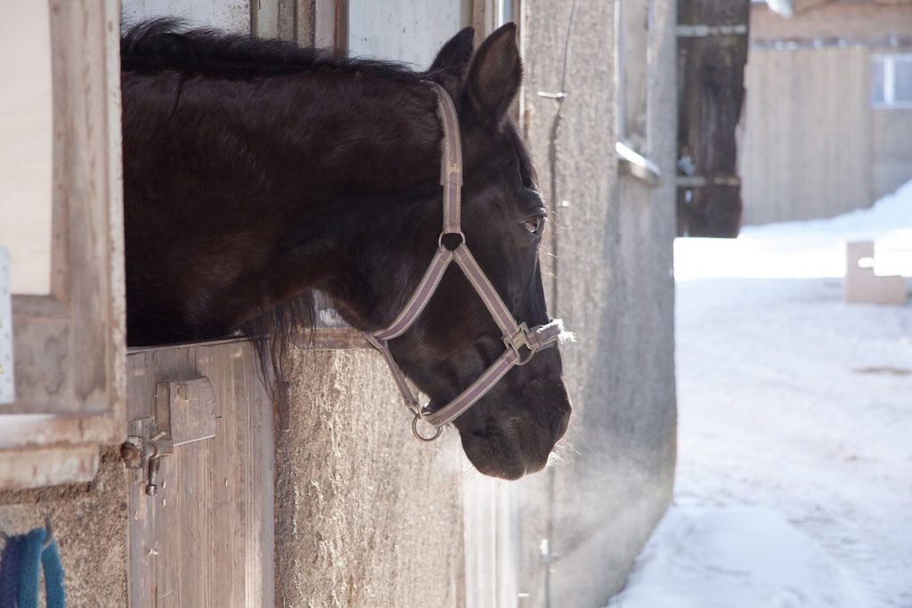 Pferd schaut aus dem Stall.