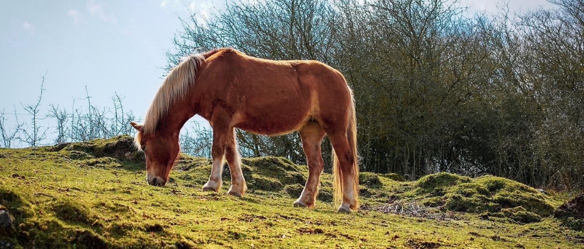 Pferd auf einem Hügel am Grasen