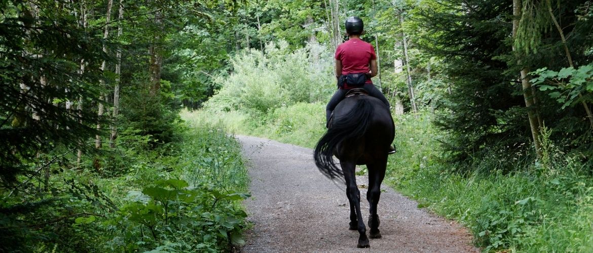 Pferd auf einem Waldweg