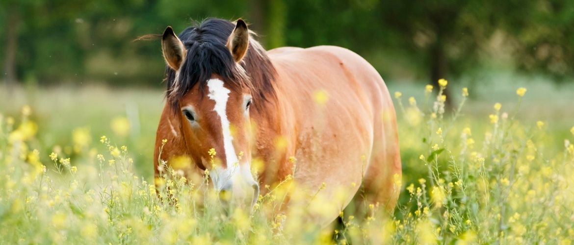 Kolik: Pferd auf einer Weide.