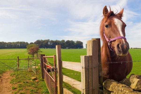 Teufelskralle: Pferd auf einer Koppel