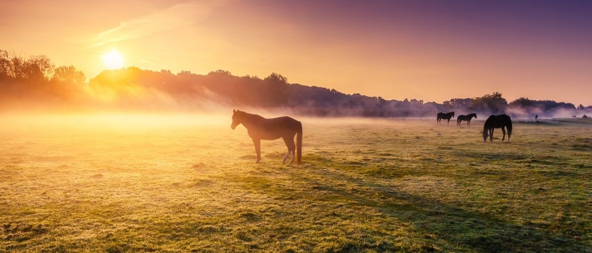 Urlaub mit Pferd: Pferde bei Sonne auf Weide