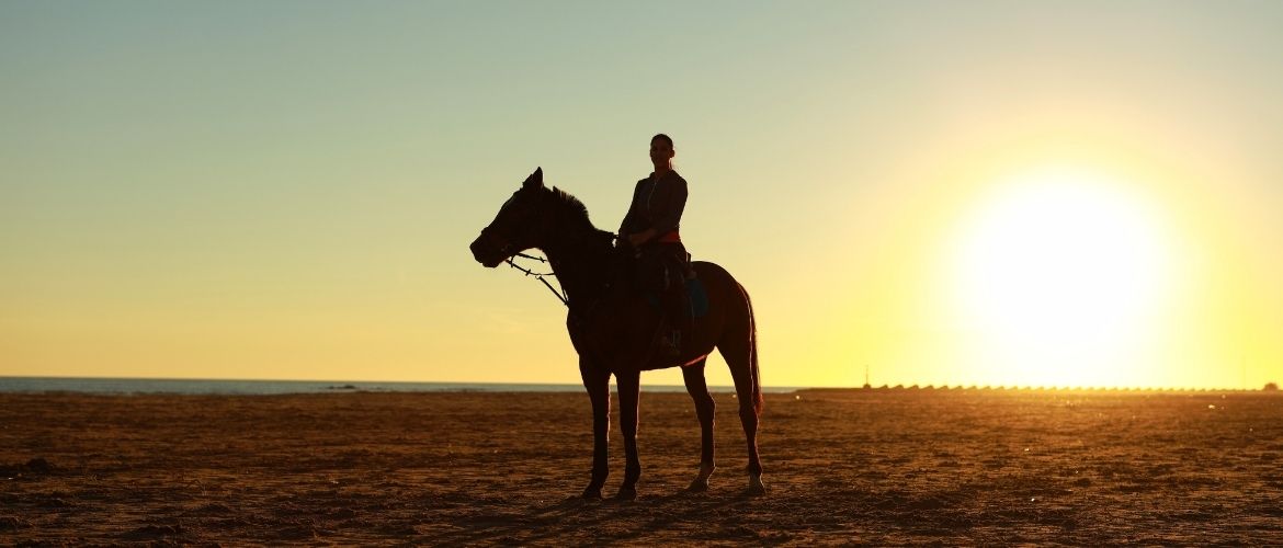 Pferd bei Sonnenuntergang