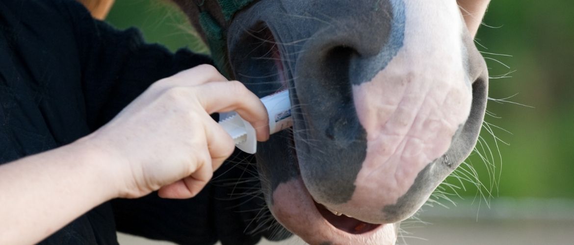 Pferd bekommt eine Spritze in den Mund