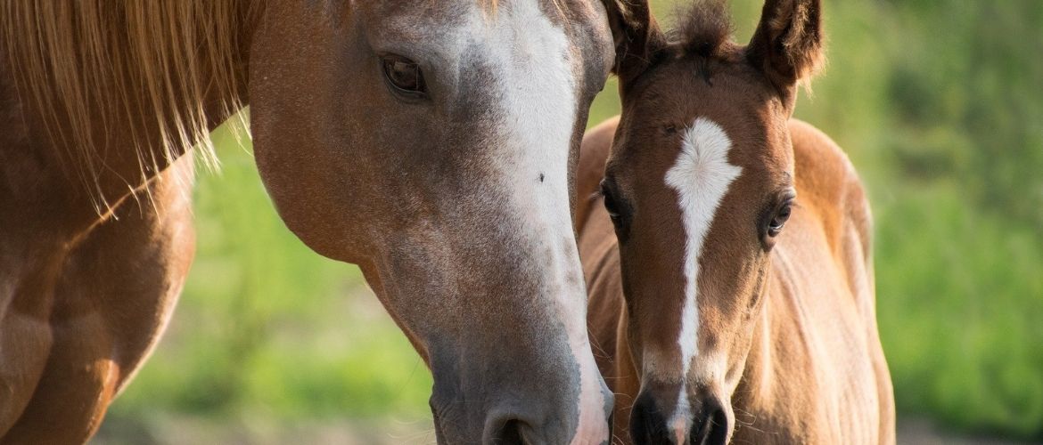 Stute und Pferd berühren ihre Nasen.