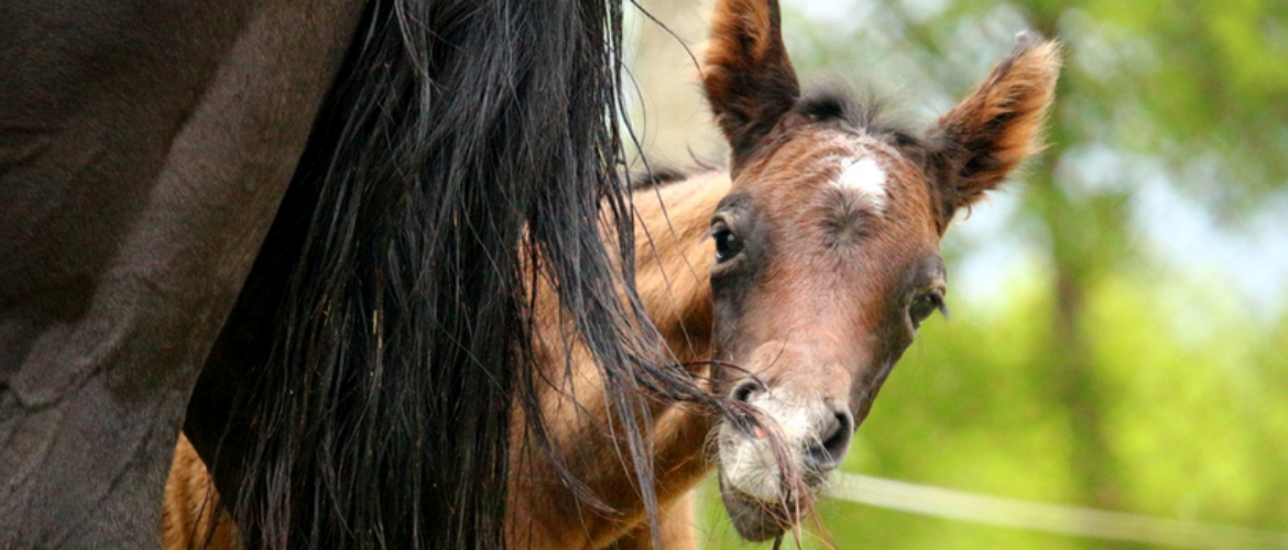 Pferd besamen: Fragen an die Tierklinik
