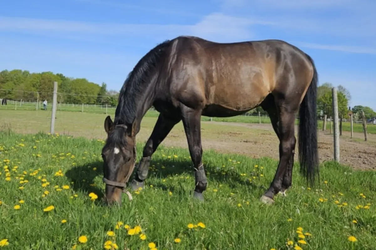 S*-Sieger · CSI1* · Amateurgeeignet grast friedlich auf einer grünen Wiese mit Löwenzahn