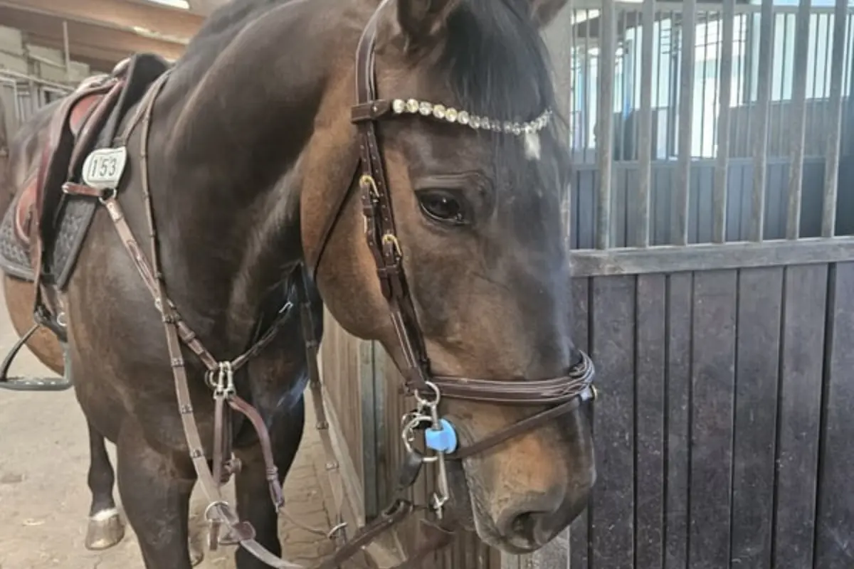 S*-Sieger · CSI1* · Amateurgeeignet, steht gesattelt und getrenst in einer Stallgasse