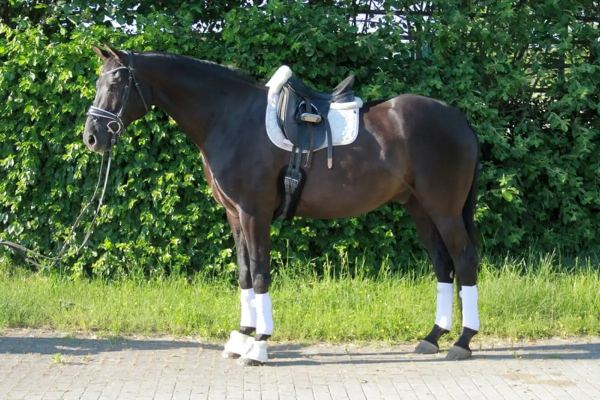 pferd-des-tages-300626 (1)