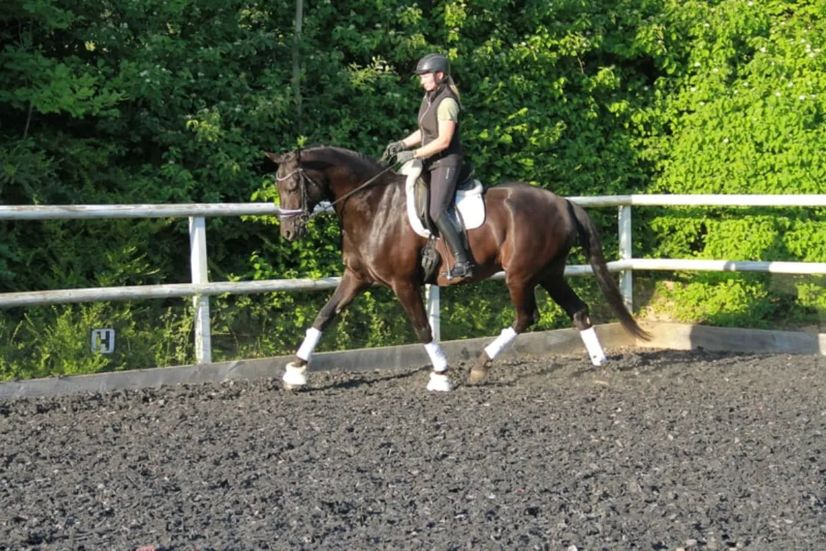 pferd-des-tages-300626 (2)