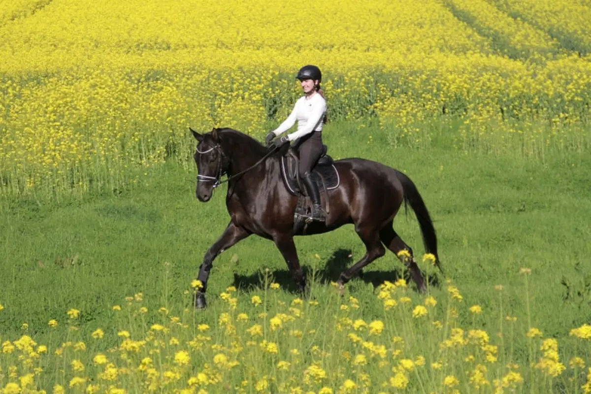 pferd-des-tages-300626 (3)
