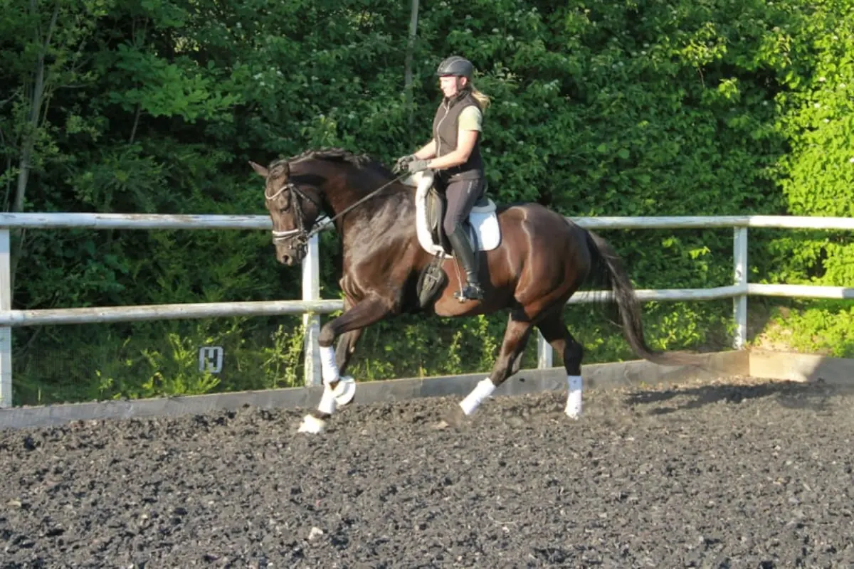 pferd-des-tages-300626 (4)