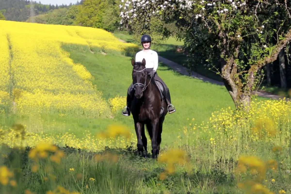 pferd-des-tages-300626 (5)