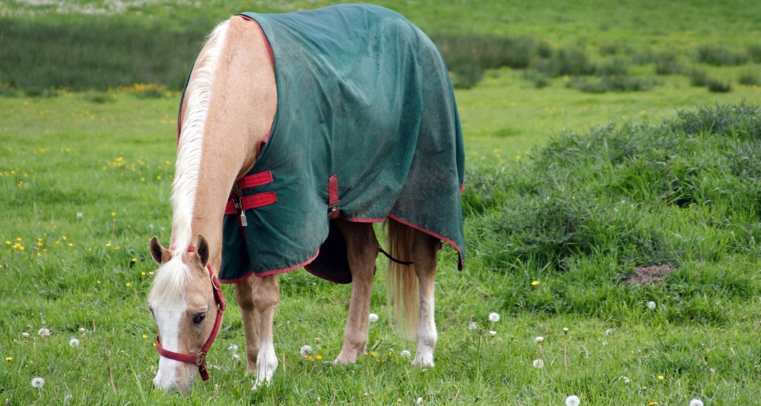 Pferd eindecken – Mit Temperatur-Tabelle & hilfreichen Tipps