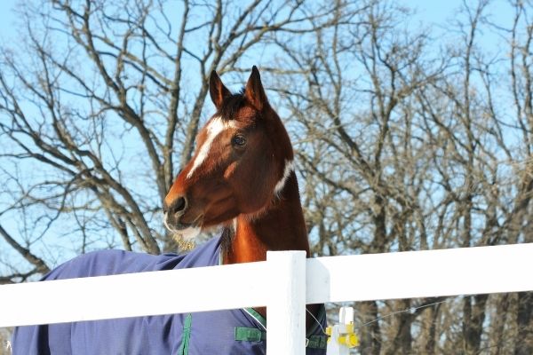 Pferd eindecken: Vierbeiner mit blauer Decke