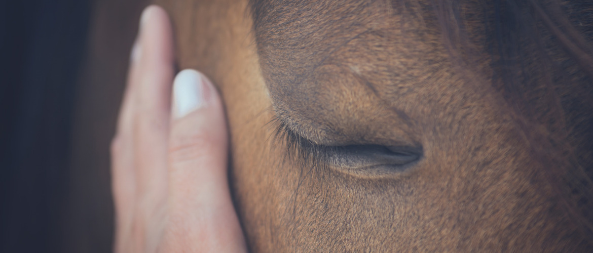 Pferd einschläfern – Wenn man Abschied nehmen muss