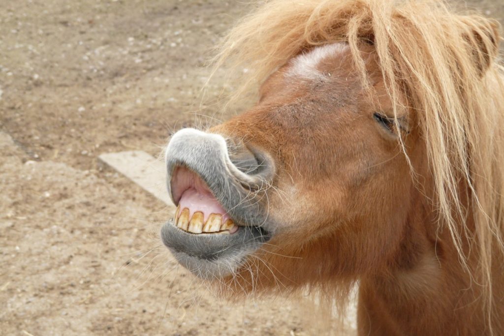 Pony flehmt und zeigt Zähne.