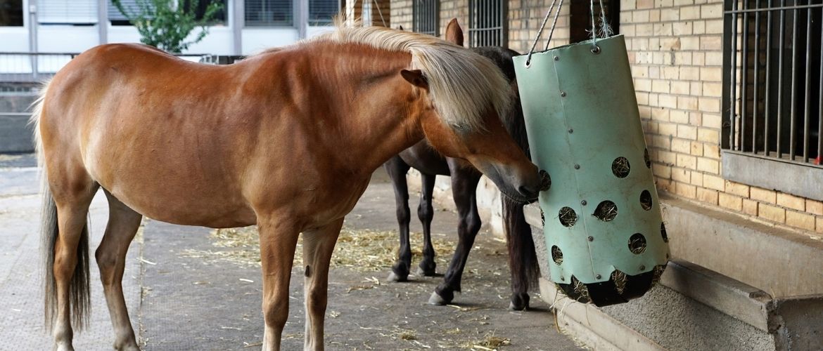 Kolik: Pferd frisst aus Heunetz.