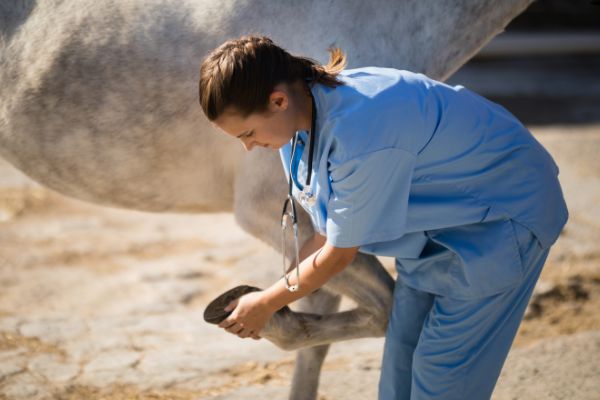 tierärztin legt pferd hufverband an