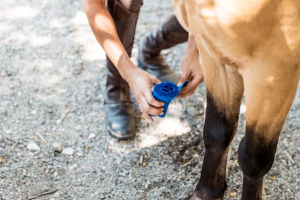 pferd hufverband anlegen