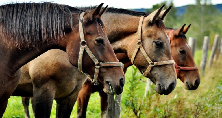 Pferd hustet – Ursachen, Symptome & Behandlung