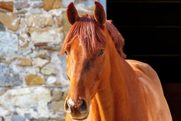 Pferdezucht: Pferd im Portrait