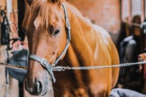 Fieber Pferd Ab Wann Gefährlich