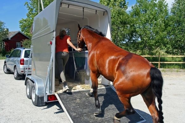 Pferd wird in einen Pferdeanhänger eingeführt