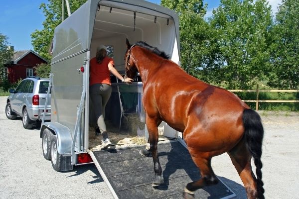 Pferdetransport Planung Kosten Checkliste Ehorses Magazin