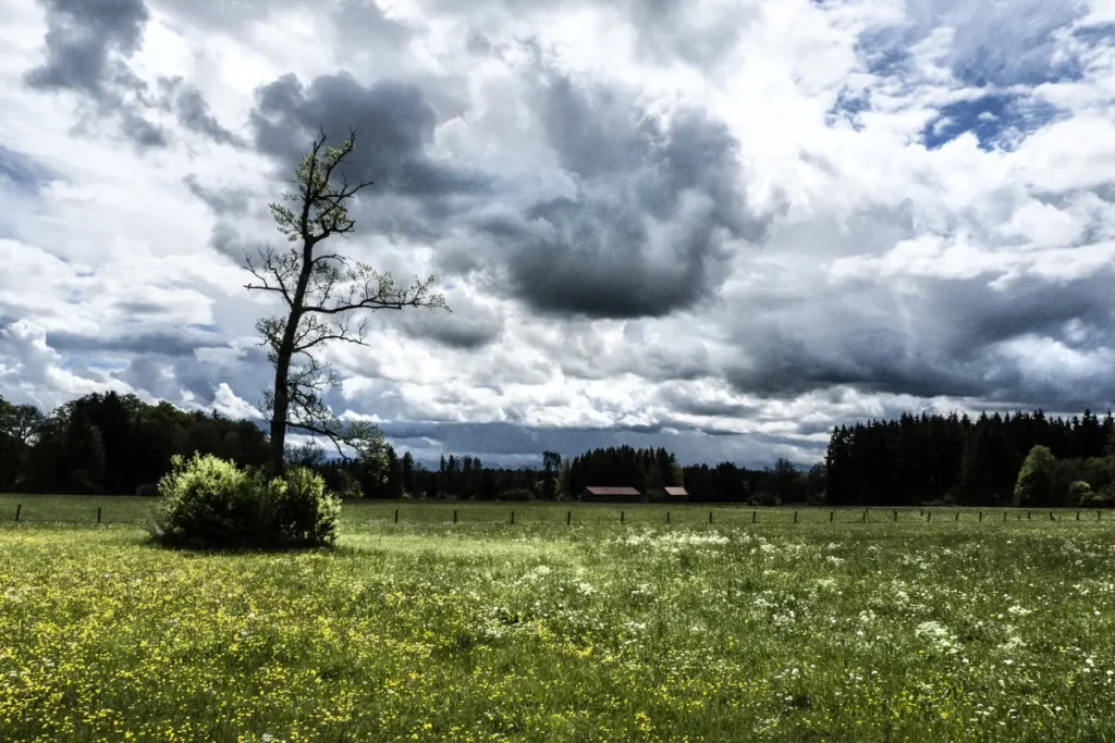 eite grüne Koppel mit blühenden gelben Wildblumen unter einem dramatischen, grau bewölkten Himmel. Links steht ein einzelner, fast kahler Baum neben einem Busch, im Hintergrund sind Zäune, Gebäude und ein Waldrand zu sehen.