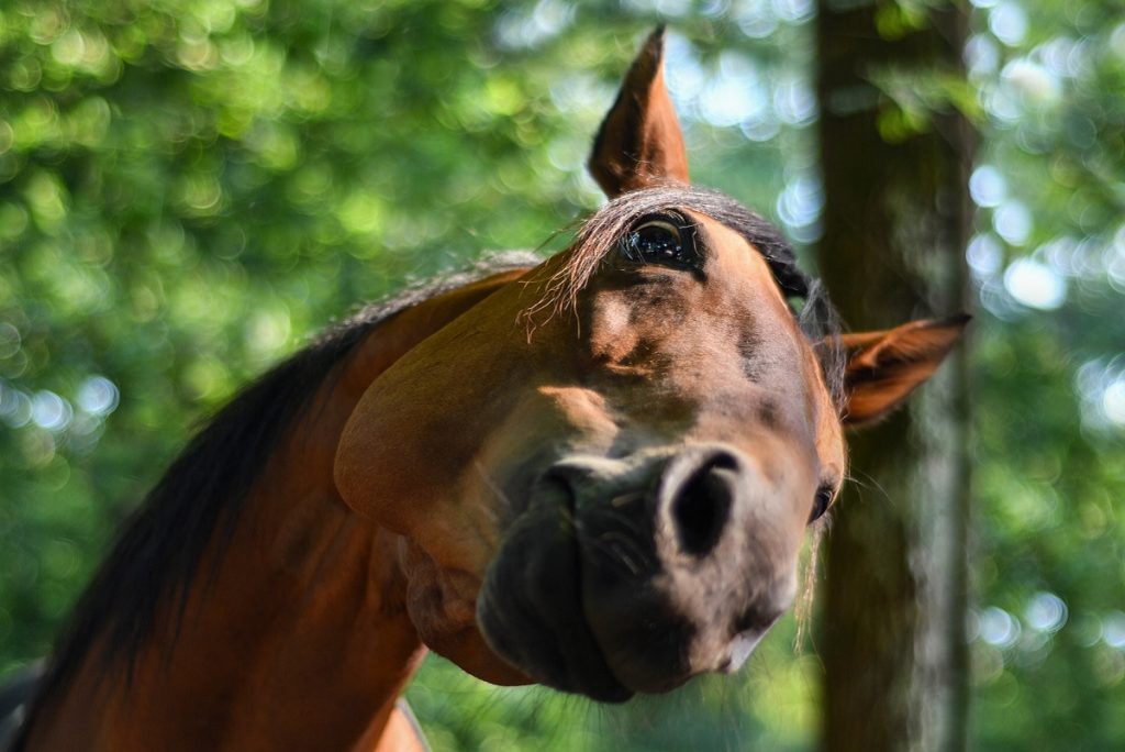 Pferd legt den Kopf schief