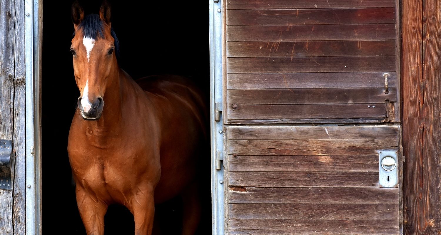 Monatliche Kosten Pferd Eigener Stall