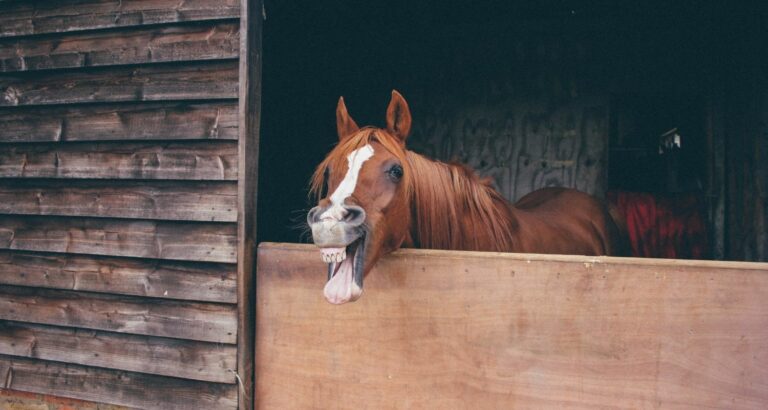 Pferd leckt: Das bedeutet es, wenn Dein Pferd Dich ableckt