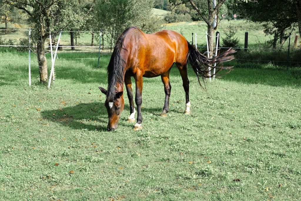 Ein braunes Pferd mit drei weißen Füßen steht auf der Weide.