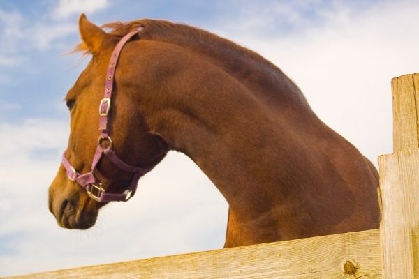 Teufelskralle: Pferd von unten in Nahaufnahme