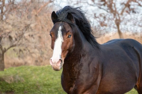 Pferdekauf worauf achten: Rappe von vorne