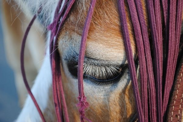 Pferde in Not suchen ein Zuhause - Pferd schaut traurig